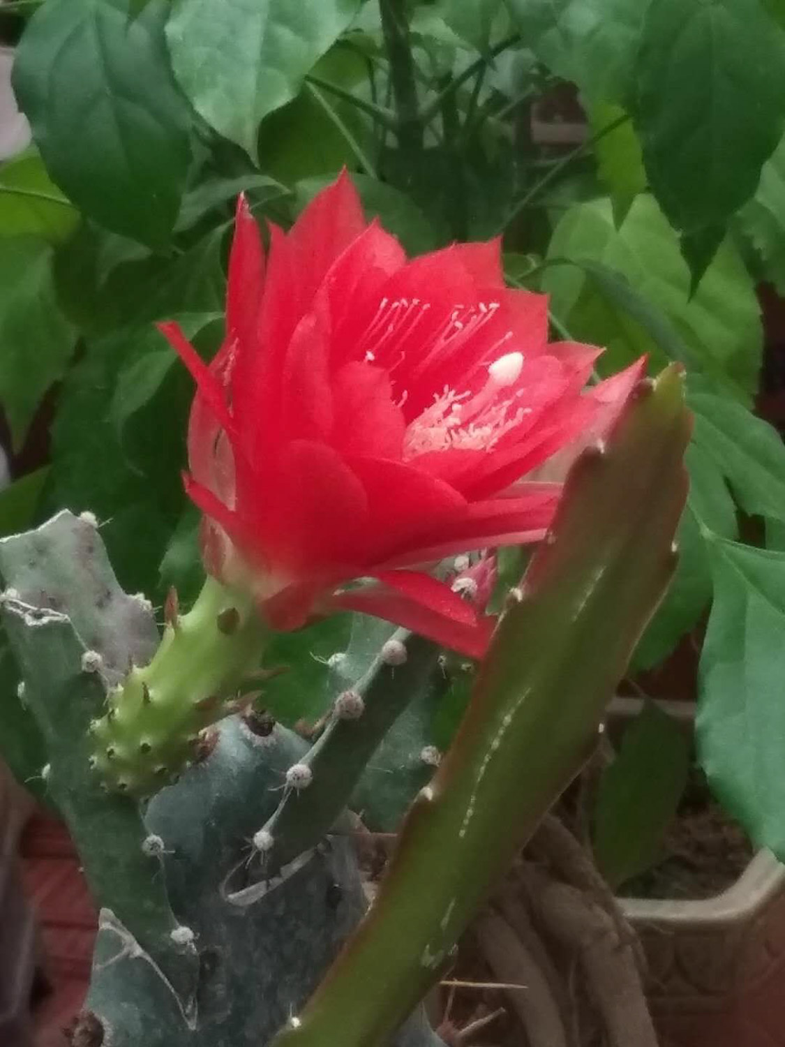 Lingjian lotus