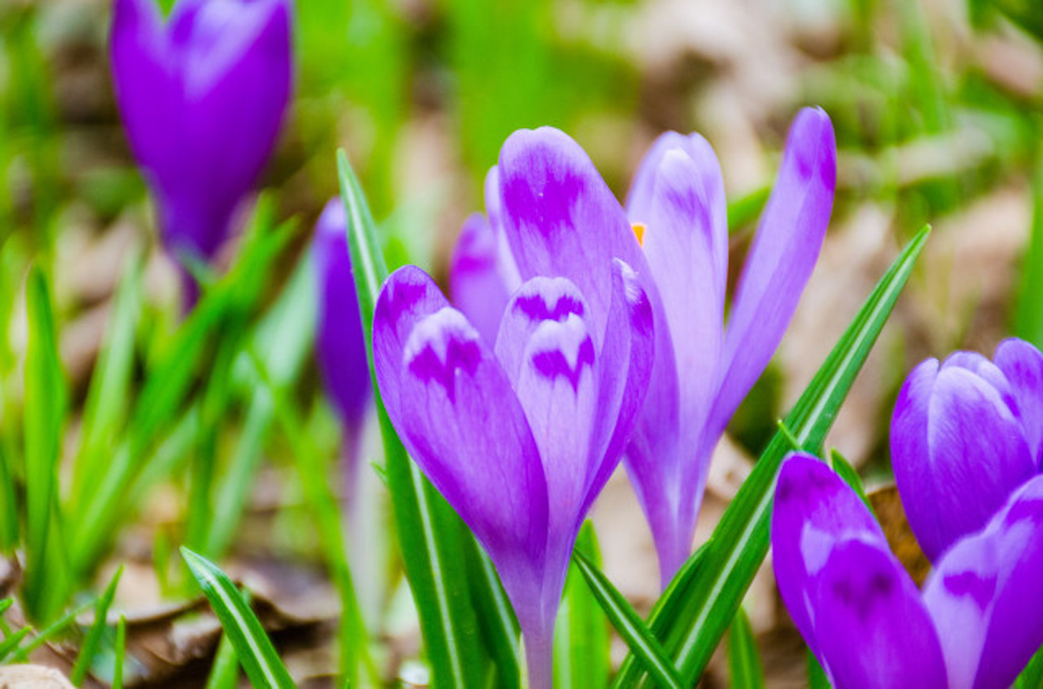 crocus sativus