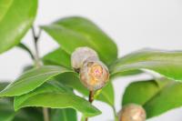 What medicine does Camellia leaf spot use