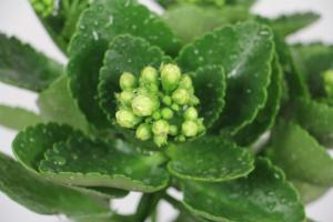 how often should you water a shamrock plant