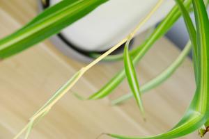 what plants lives in salt water