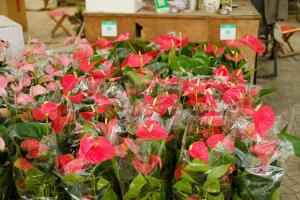 How is it that the leaves of Anthurium andraeanum turn yellow, scorched and withered