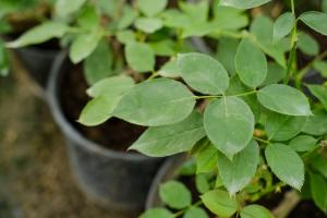 how often to water a desert rose plant