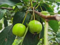 Causes of yellow spots on flower leaves of Begonia