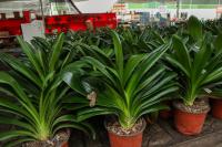 How to deal with the drooping leaves of Clivia