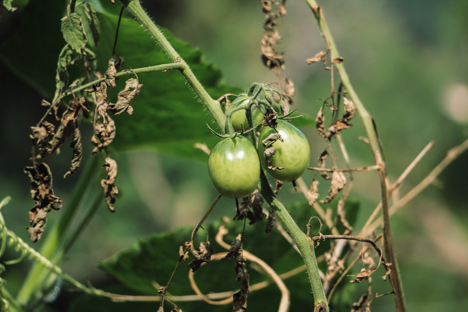 tomato