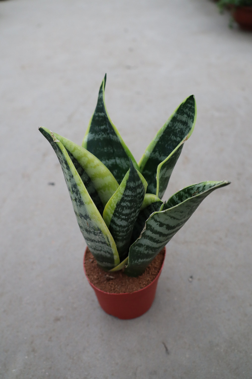 Sansevieria trifasciata