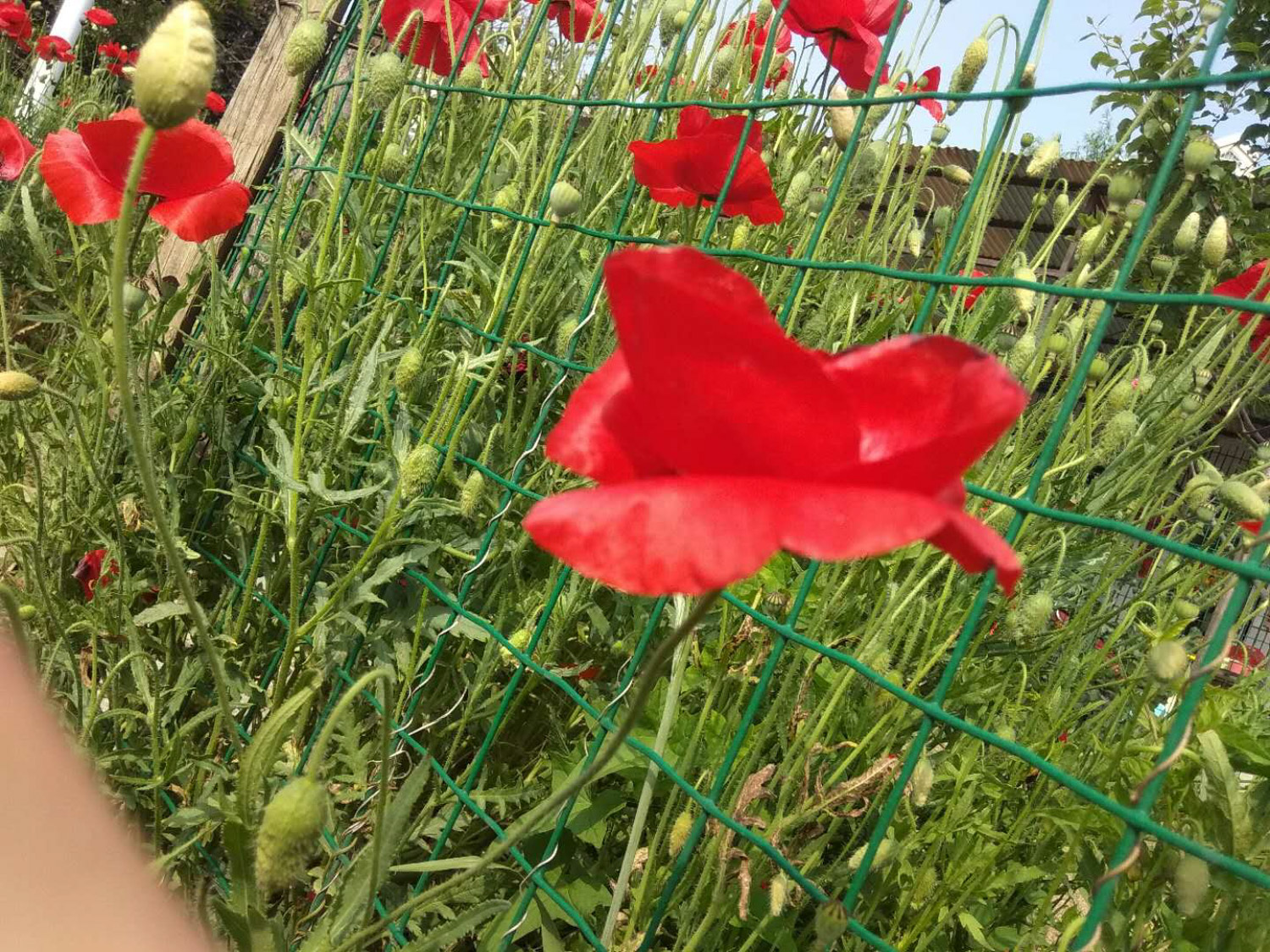 corn poppy