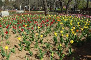 Do tulips have insects? Tulip diseases and insect pests