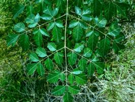 how much water does a blueberry plant need