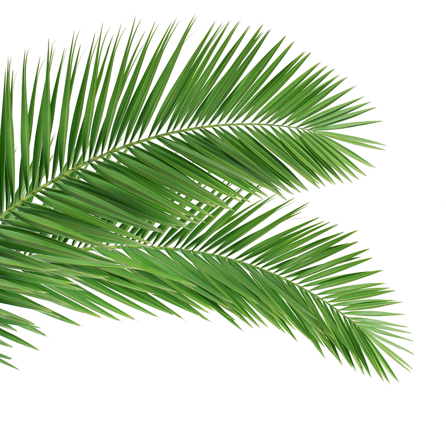 Cycas