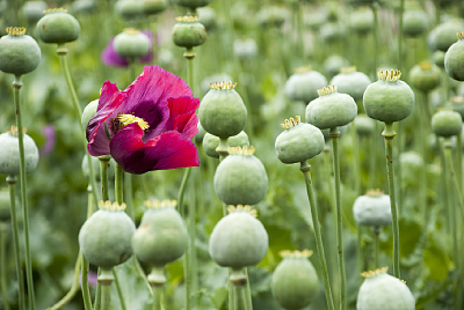 Poppy