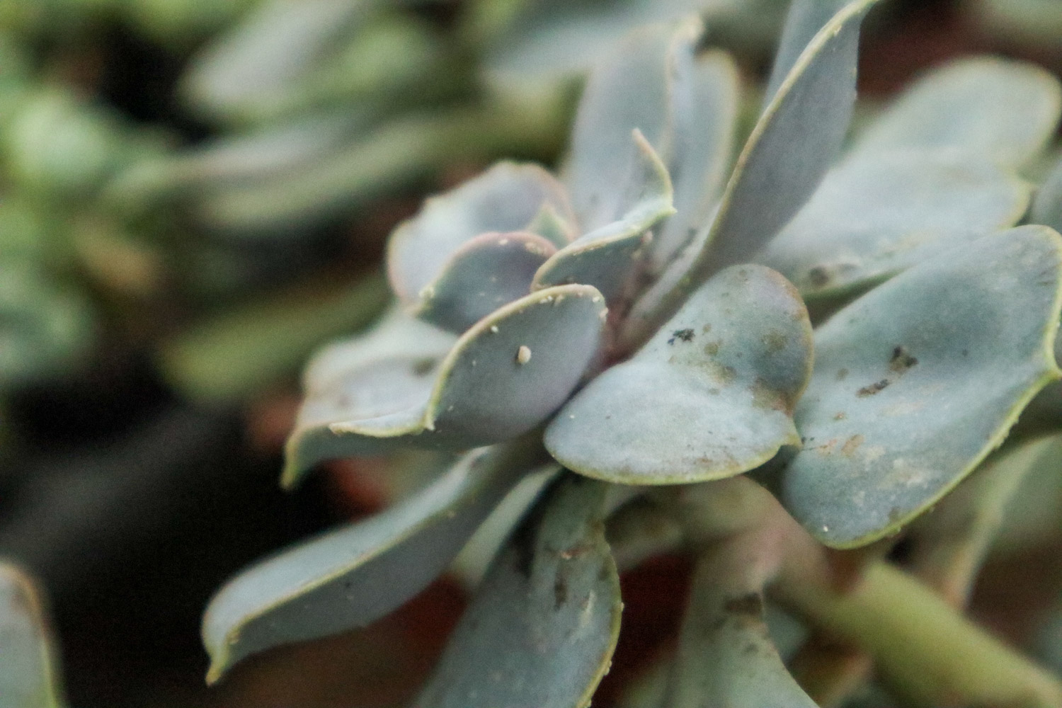 Scale insects