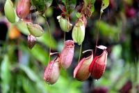 What about the rotten roots of pitcher plants and the withered bottles