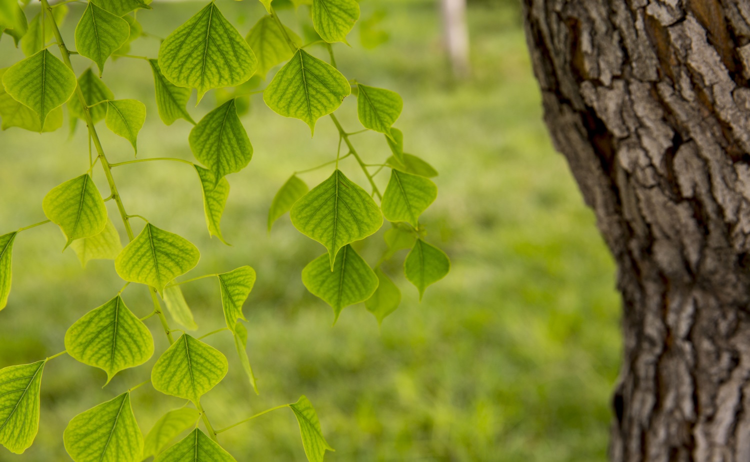 bodhi tree