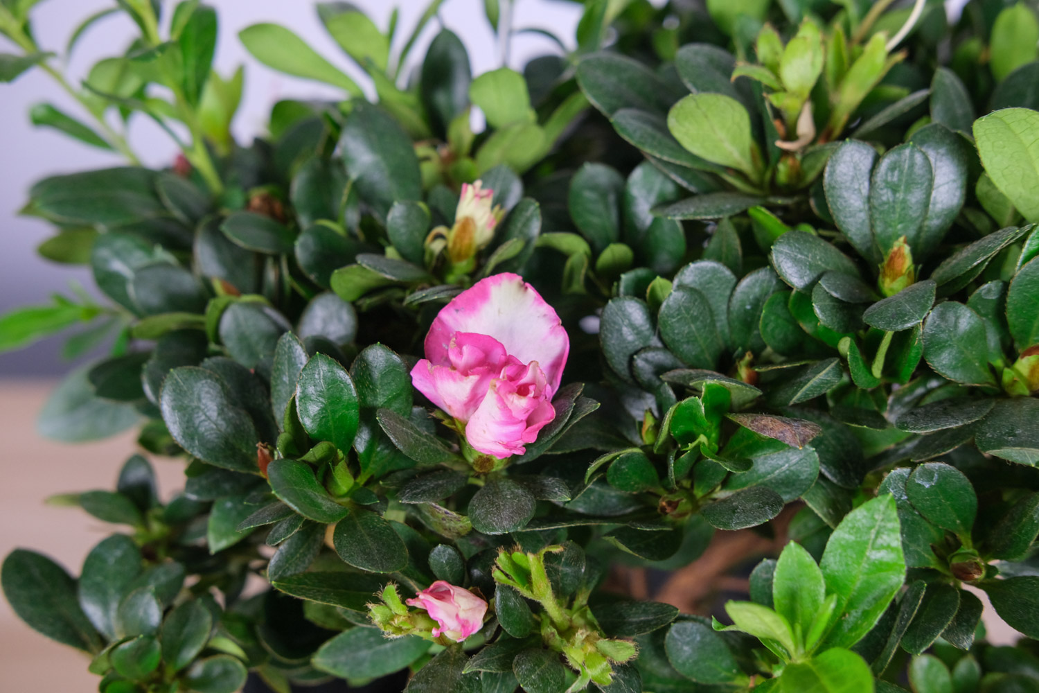 Rhododendron