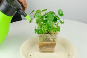 how long should i fertilize my water plants