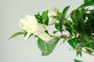 Can Gardenia be hydroponically cultured all the time