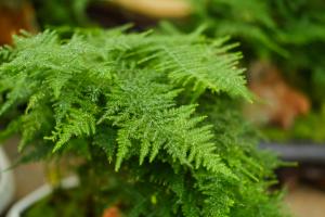 how to plant flowers in a shallow pot