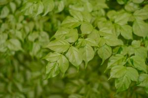 can fuscia plants grow in pots