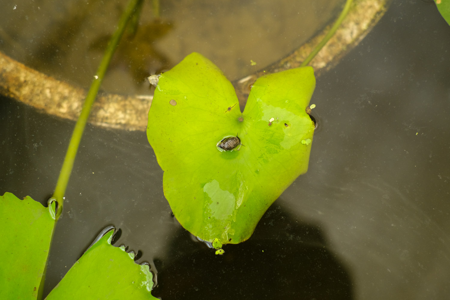 Water lilies