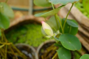 Can lotus bamboo be hydroponically cultured