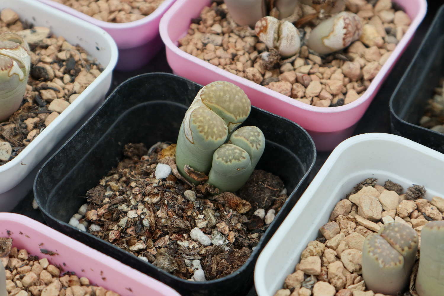 Lithops