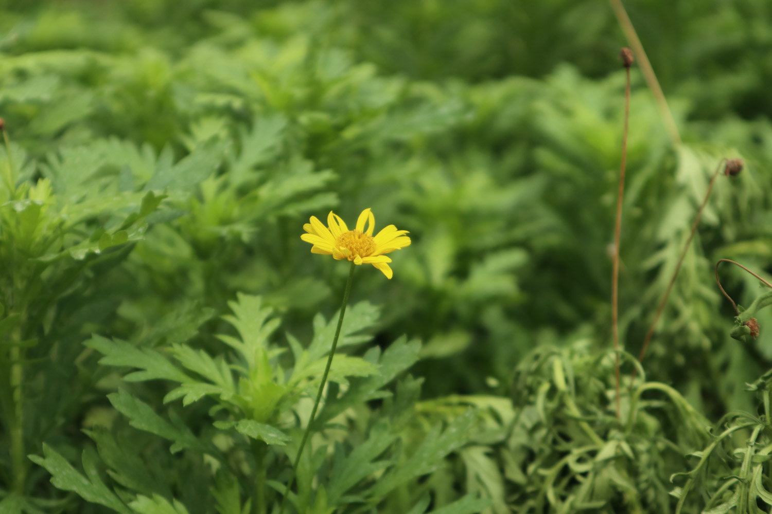 Chrysanthemum