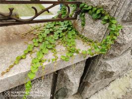 how do you plant succulents in deep pots