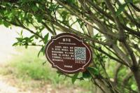can you plant plum trees next to apple trees