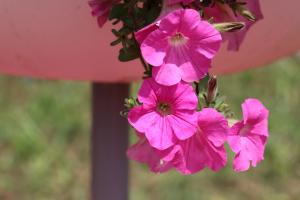 how to use tomato plant clamp