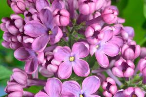 how to prevent mold growth in water growing medium plants