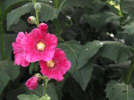 how to pinch out side shoots on tomato plants