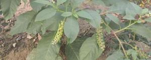 Cultivation method of Phytolacca americana