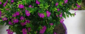 Cultivation methods and precautions of purple snow eggplant flower