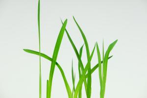 does tomato plants like bone meal