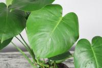 should i use tap water for plants