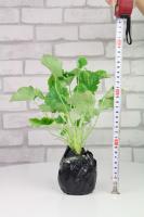 are uv lights good for plants