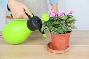 how many portulacas can you plant in a single pot