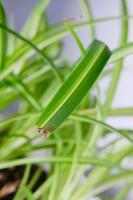 how does the plant cuticle prevent water loss