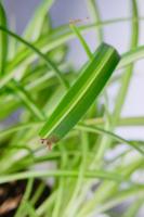 how does the plant cuticle prevent water loss