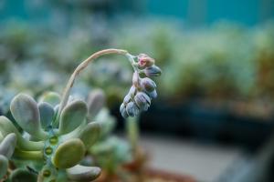 How to raise the fleshy plants of red young lotus and how to raise the old pile