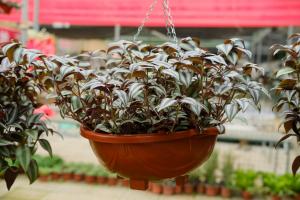 can datura be planted near tomatoes