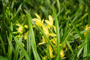 how often to water gladiolus bulbs after planting