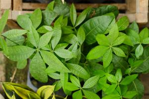 how to plant alyssum seeds in a pot