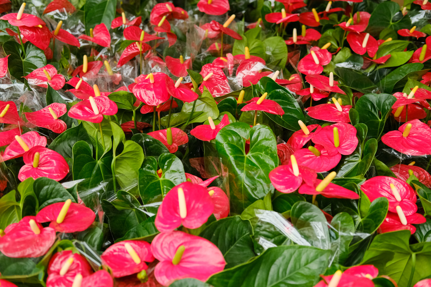 Anthurium