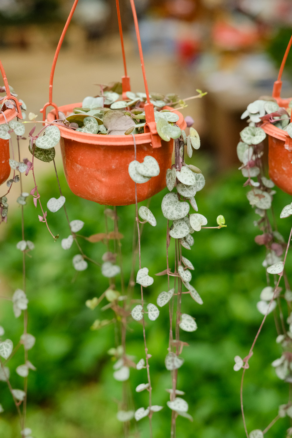 The vine of love