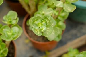 how to get water spots off plants