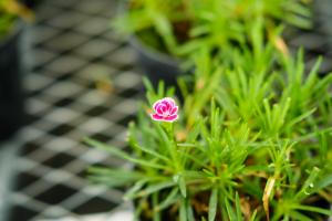 how often should i water my anthurium plant