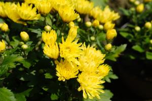 how to plant tree of heaven seeds